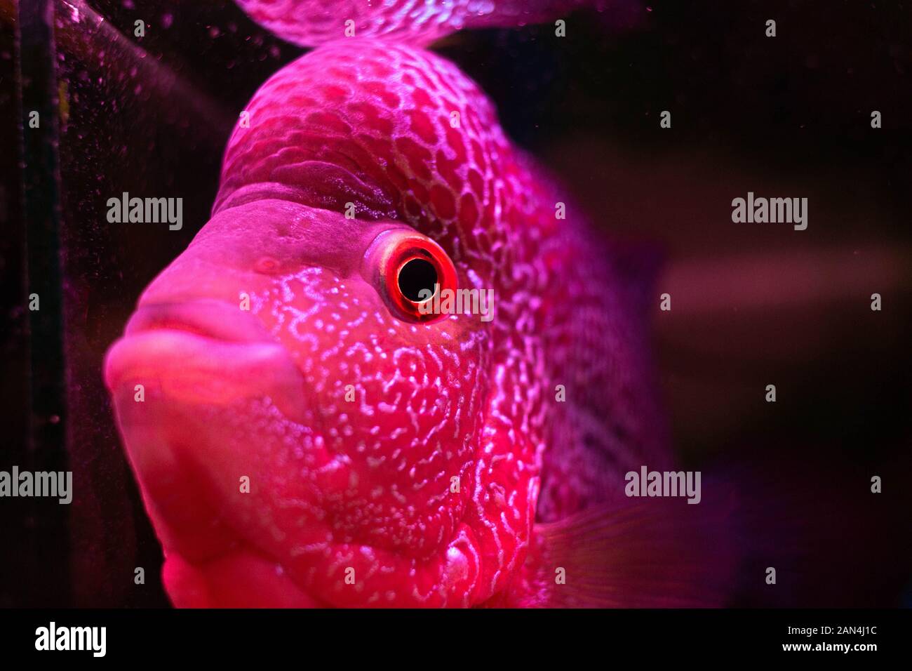 Photo de Flowerhorn Fish (Flowerhorn cichlid) Banque D'Images