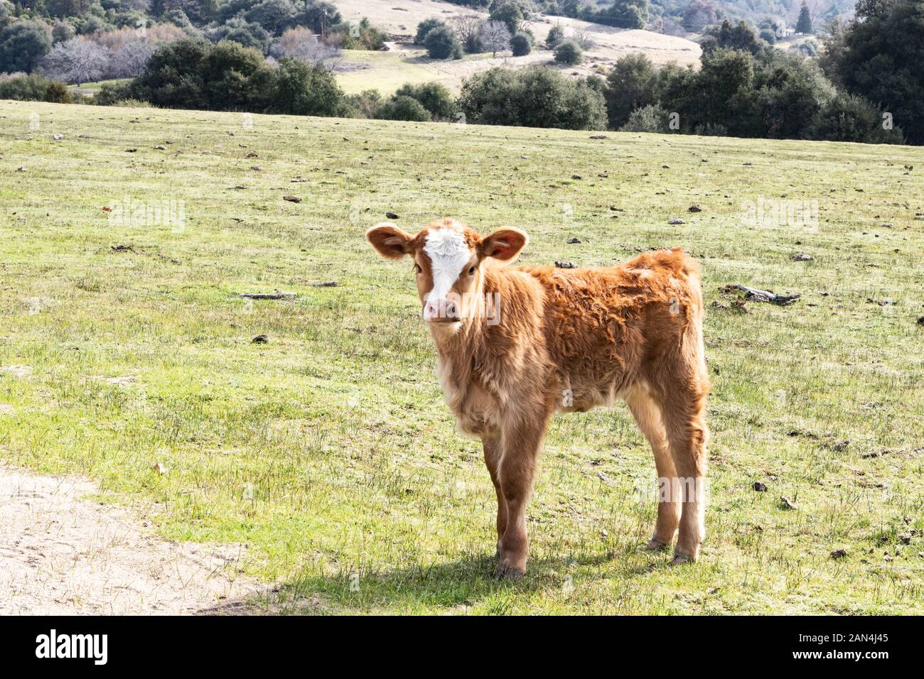 Jeune Bebe Vache Brune Dans La Gamme De Verts Paturages Scene Rurale Paisible Veaux Looking At Camera Photo Stock Alamy Jeune Bebe Vache Brune Dans La Gamme De Verts Paturages Scene Rurale Paisible Veaux Looking At Camera Photo Stock Alamy