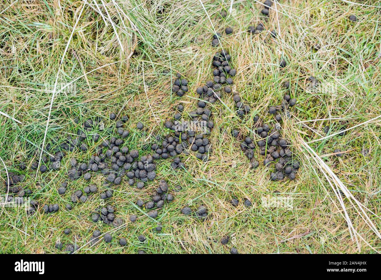 Granulés lapins sur l'herbe Banque D'Images