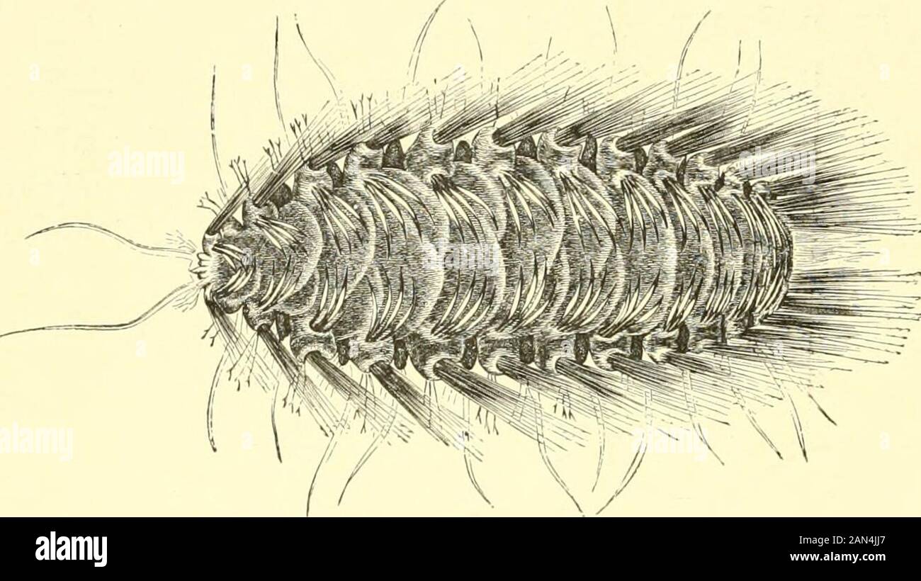 L'histoire naturelle royale . PARAPODITJM ET POILS D'UN POLYCH.ETEUS ANNELID, EetermiereiS wrstedi (beaucoup plus grand). 434 VERS. X ;.v souris-mer, Hermione hystrix (taille nat.). (Hermione hystrix), commune en Méditerranée, cette couche de poils est absente et les écailles sont exposées, comme illustré ci-joint. Dans la spitede leur armature épaisse de spines, toutes les souris de mer sont dévorées de manière verte par des poissons de divers types, tels l'ascod, l'aiglefin, et le poisson de chien. Une autre famille bien marquée est celle des Nereidoe, dans laquelle le caractère prédateur,couplé avec la ceaselessactivité, la rapidité, an Banque D'Images