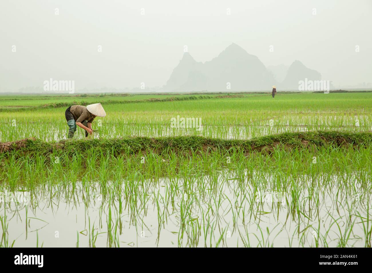 Farmer le repiquage du riz avec de vastes rizières vietnamiennes, worker wearing Asian chapeau conique en paysage rural au cours d'un jour brumeux Ninh Binh, Vietnam Banque D'Images