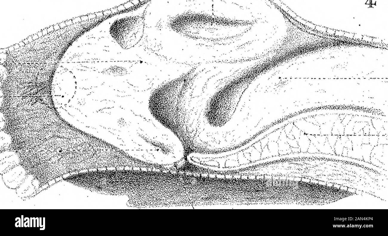 Sur le développement du crâne dans Lepidosteus osseus . for. 7-4- K.hy 11 V i ct- M. W-sftwt^Sftjii x 30 ci bff- «f« Sfas? -C3 wc t) y S x 30 x 30 S,-o[y . -V - --i .(i- ffPfes, rvch r J--*•-? J&gt;^ ?:*?:?; * *? -». ^ ^ ^ ell h.br- f- * IS, &gt;:! ! ./ • -1 • { .. I CL?. I ?§ t i son KM /W&??$ S'Il Est **1 A#s* •^.C. 9 ?pob .a€j. QUA, ?/•? Banque D'Images