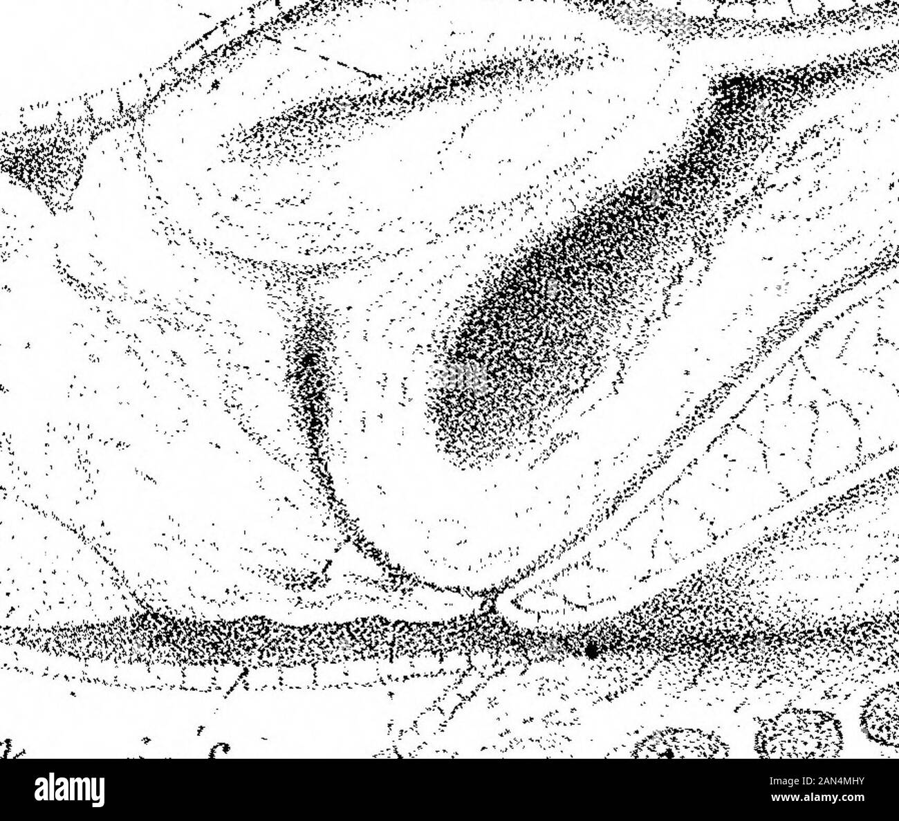 Sur le développement du crâne à Lepidosteus osseus . ,  rvc. Elf %:: C yr.1-4- Ji ^ x<LC c? JPhil. Trans. ?t,/ a- Cf? #p*p. C1K. 1 ? Tr. Wi- fe - ^ •fni !«»<: C3 TTC... Cl ? - ?rYhn, rx fa-.Hy «te sffW Rfe 5^^^^^^P!P^^ ?S»s-*< :ts» i* i& 1 W»SS«WM!*X; Banque D'Images