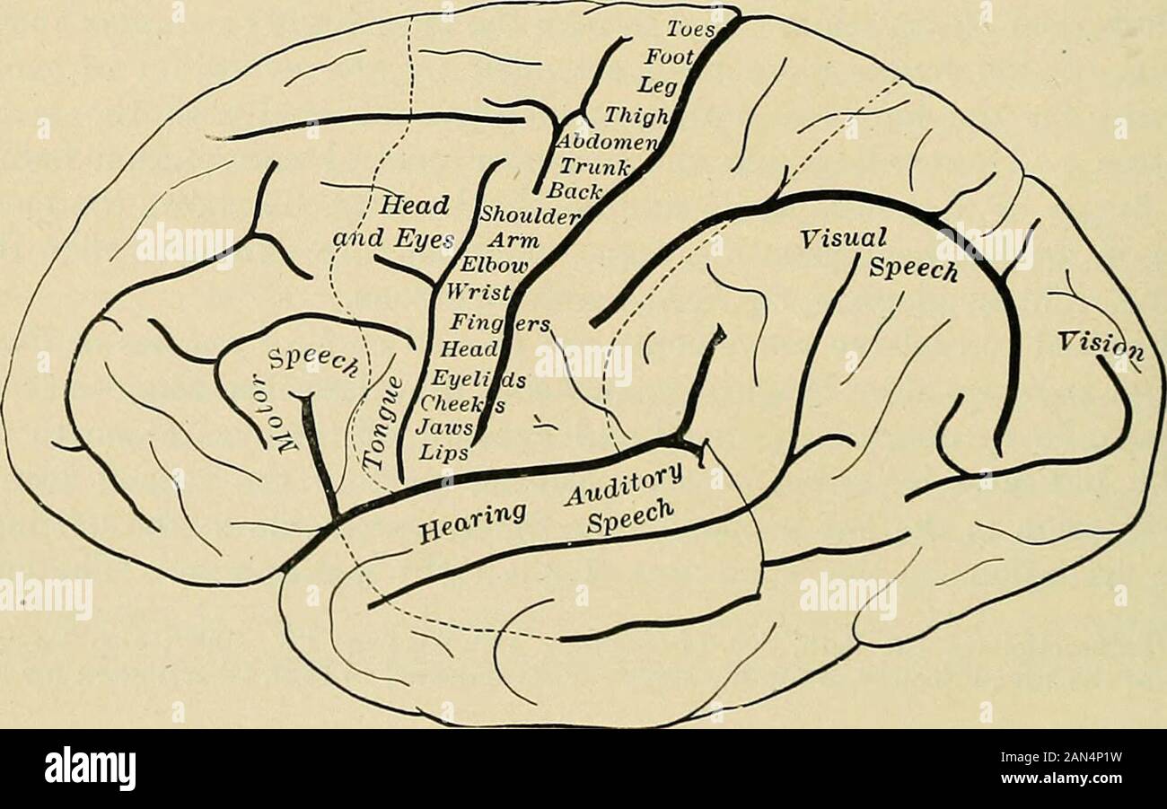 Les maladies nerveuses fonctionnelles et organiques ; un texte-livre de neurologie . Y , l'oreille paupière , y / / ? ClosureNose Vocalcords de jaw jaw Sulcus centralis ouverturede la mastication l'hémisphère gauche du cerveau de chimpanzé, montrant le zonesdes cortex. (Sherrington.) Fig. 35.. Les zones fonctionnelles du cortex cérébral. Hémisphère gauche. Les symptômes locaux. 93 tours dans une série d'à-coups, et les yeux ont un mouvement saccadé latérale conjugué-J- nystagmus - et ces rendez-vous sur jusqu'à ce que le patient regarde au-dessus fig. r,6. Fig. 37. Banque D'Images