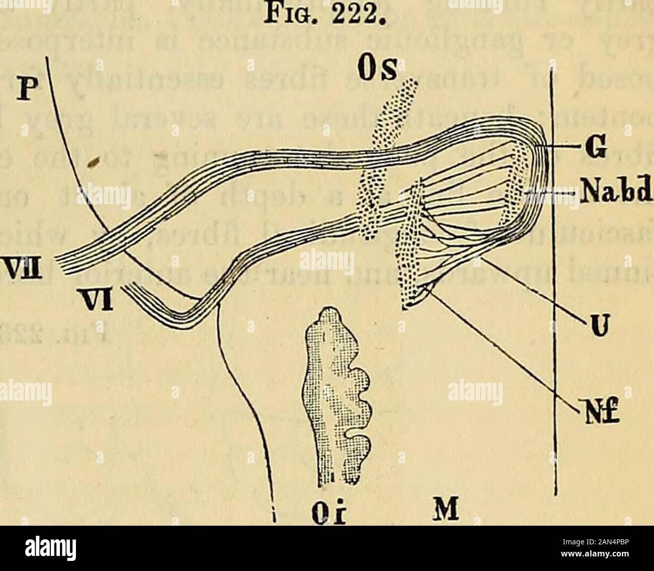 Principes du charpentier de la physiologie humaine . culus teres, mais chacun de ces nerfs dispose en outre d''un noyau d'itsown. Lorsque le portio dura du nerf atteint le septième fasciculus teres, comme montré dans Fig. 221, 222, il s'exécute dans le sens longitudinal de la médulla, et bien sûr très court après les virages de nouveau l'avant transversalement pour former une boucle le long côté de la sillon médian. Le sommet de cette courbe constitue la longi-tudinal paquet de fibres, dont l'extrémité supérieure est vu madejust dans les sections ci-dessous le quatrième ventricule. La boucle entoure le noyau commonto il et le sixième, et le Lowe Banque D'Images Principes du charpentier de la physiologie humaine . culus teres, mais chacun de ces nerfs dispose en outre d''un noyau d'itsown. Lorsque le portio dura du nerf atteint le septième fasciculus teres, comme montré dans Fig. 221, 222, il s'exécute dans le sens longitudinal de la médulla, et bien sûr très court après les virages de nouveau l'avant transversalement pour former une boucle le long côté de la sillon médian. Le sommet de cette courbe constitue la longi-tudinal paquet de fibres, dont l'extrémité supérieure est vu madejust dans les sections ci-dessous le quatrième ventricule. La boucle entoure le noyau commonto il et le sixième, et le Lowe Banque D'Images