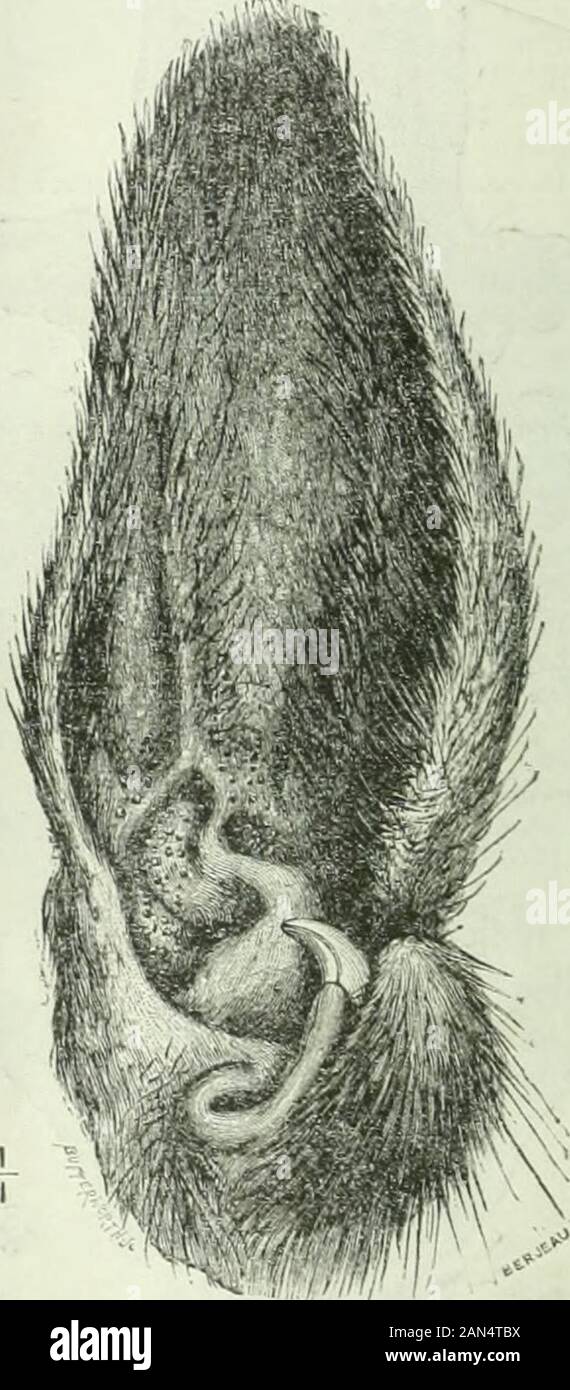 British medical journal . wis, dans le cadre d'someremarkable d'expériences réalisées sur les têtards, couper l thooptic, vésicules et poussé l'organe amputé imder theskin à un nouveau lieu ; pas de lentille a été formé dans l'normalposition, mais une structure de l'objectif de l'skinsituated développés au cours de la vésicule optique. Cet organe spécifique - formation influence peut être étudié dans le triage de la volaille. Poules liave qu'un seul ovaire et l'oviducte ^^^^- rA Fio. 7.- La Tête d'un mnve leadinH sinus avec un mastoidteeth à certains. La lèvre tombante Bhows j)Blay au nerf facial. Theteeth sont indiqués ci-dessous, deux dans la section. (À partir de la tumeur Banque D'Images