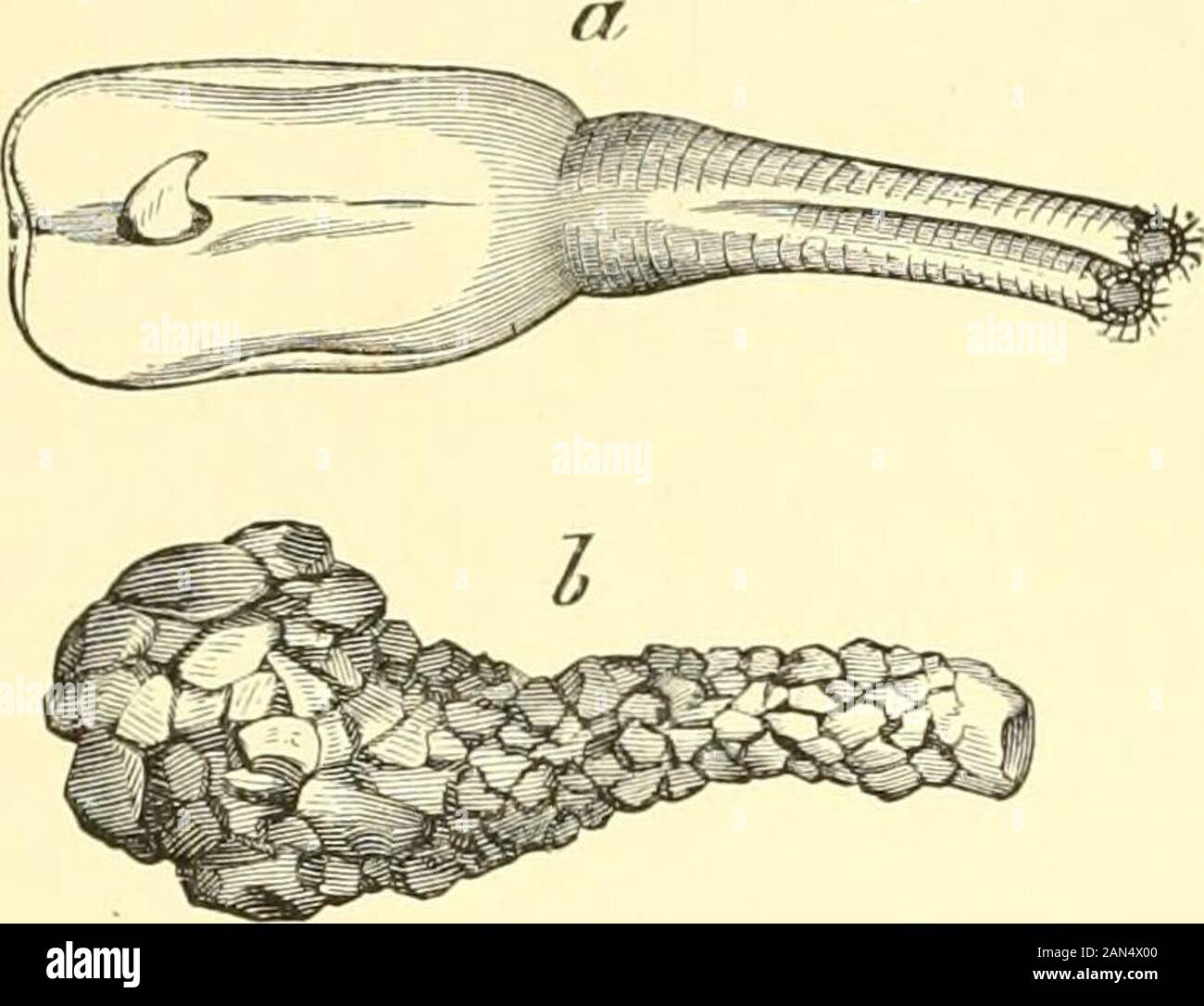 L'histoire naturelle royal . l'eau comme les pétoncles. Ils sont mangés par la population de la côte les plus pauvres. Dans theSaxicavidie les espèces du genre typique Saxicava sont certains des quelques bivalveswhich ont le pouvoir d'être ennuyeux dans le calcaire et d'autres roches tendres, bien qu'ils 416 mollusques. plus souvent se cacher dans les crevasses ou à la base d'algues, elles-mêmes d'amarrage par abyssus. Les coquilles sont très irréguliers et leur forme varient en fonction de l'orifice ou crevasse qu'ils habitent. Dans le Gastrochcenidce,formant la dernière famille de ce groupe, Gastrocltainacomprises les bivalves qui vivent enfouis dans le sable.Ces fo Banque D'Images