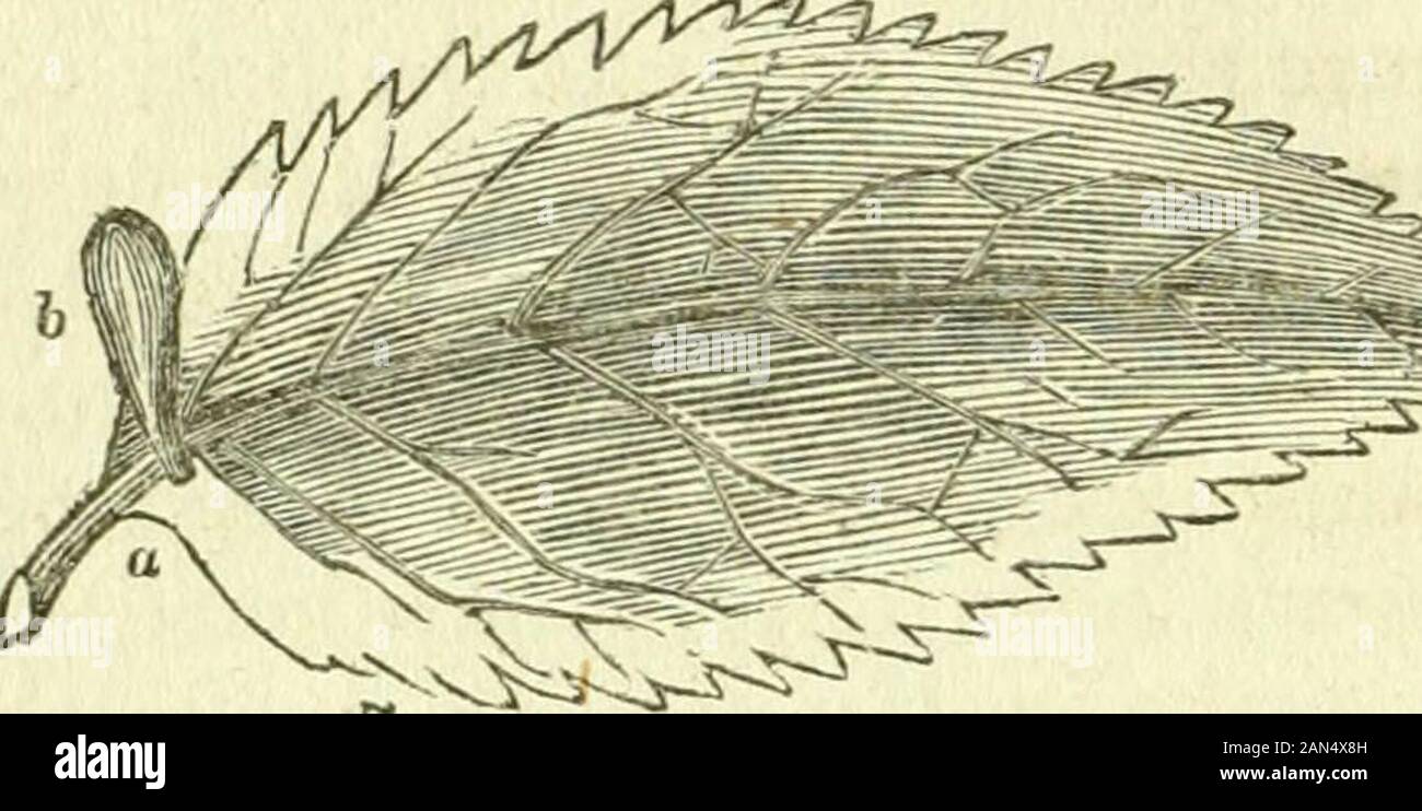 L'histoire naturelle des insectes : composé de leur architecture, des transformations, des sens, de l'alimentation, des habitudes, de collecte, de conservation et de l'arrangement, l'aubépine . Comme l'orme, le chêne, et la plupart des fruits-treesparticularly la poire, habitations qui areexceedingly forme élégante et ingénieuse. Ils sont sovery minute qu'ils ont besoin de fermer leur todiscover inspection ; et à l'observateur superficiel, unac-quainted avec leurs habitudes, ils apparaissent plus au échelles feuille morte de l'arbre, éjectés de l'expansion, que les bourgeons lorsque des structures artificielles fait byinsects. C'est seulement, en effet, en les voyant moveabout Banque D'Images