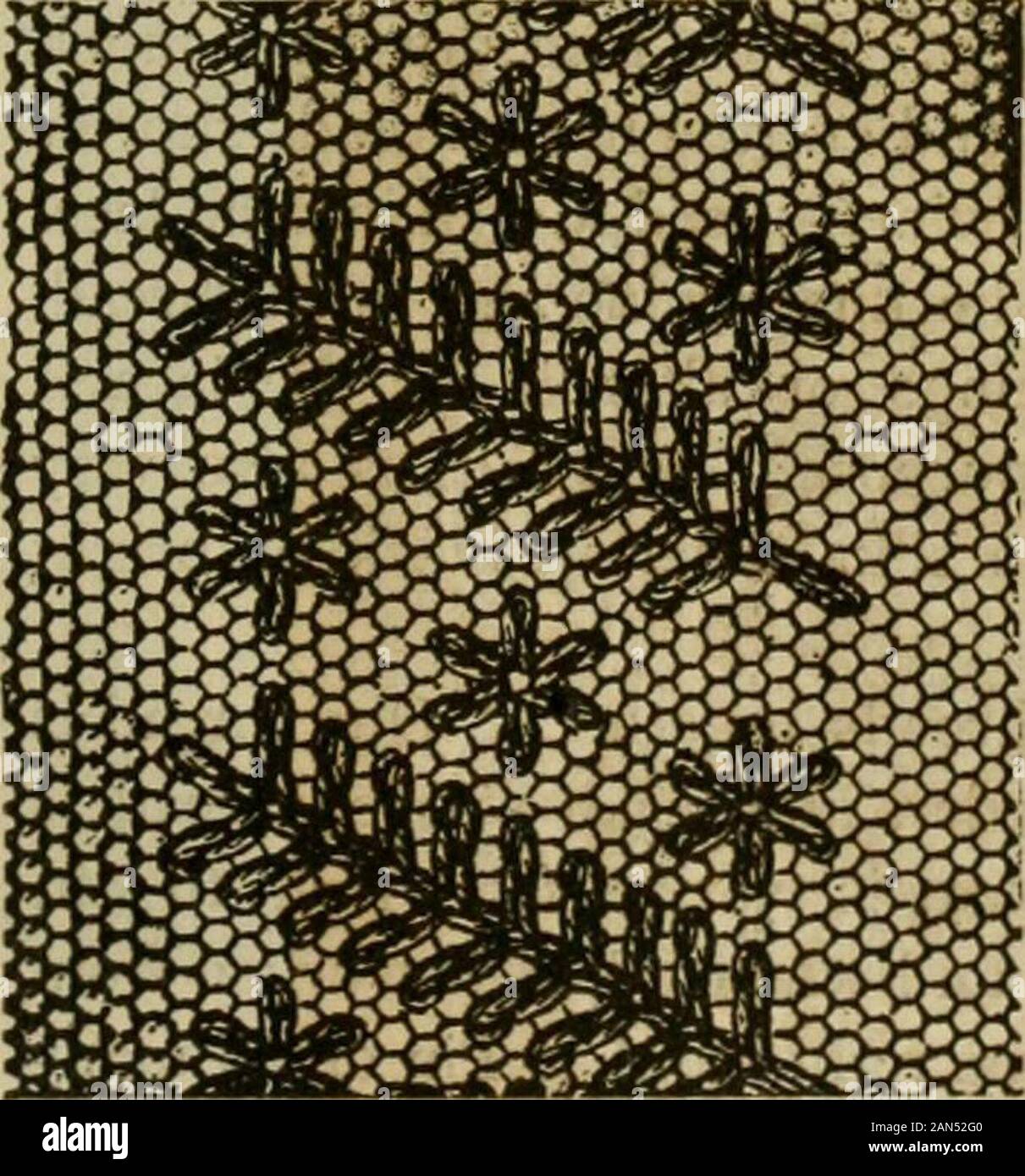 Manuel d'needleworkTeaching comment faire Kensington, appliqué, creton, roman, point de croix, contours et autres broderies .. . Cut no 13, le nom de Breton de la dentelle, qui est ni plus ni moins que apattern soigneusement rédigé en dentelle avec un flloss , des dents. Le même travail sur le gros filet avec coton grossier est muchused pour oreiller shams, les nourrissons berceau et couvre le transport, etc., et. » ? Cut n° 14. , Cut no 15. Lorsque vous avez terminé avec une doublure de soie lumineux ou selicia ineffect, est très jolie. Coupe n° 14 et 15 vous donnera une meilleure idée du travail thana description écrite pouvait faire. MACRAME LACE. L Banque D'Images