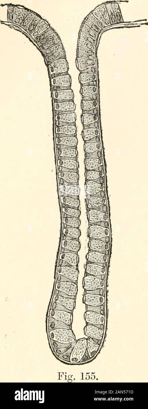 Un manuel de physiologie humaine, y compris l'histologie et l'anatomie microscopique, avec référence particulière aux exigences de la médecine pratique . e de l'intestin grêle. Theserous couche a la même structure que celle du petit intestin. La couche musculaire longitudinale hasexternal thegut les fibres qui se produisent tout autour, mais ils forment trois-ribband comme longi-tudinal bandes dans le caecum et le côlon. Insidethis coat sont les fibres circulaires. La sous-milCOSa est pratiquement le même que celui de thesmall intestin. Le niUCOSa characterizedby caractères négatifs est. Il n'a pas de correctifs Peyers villi etn˚ Banque D'Images