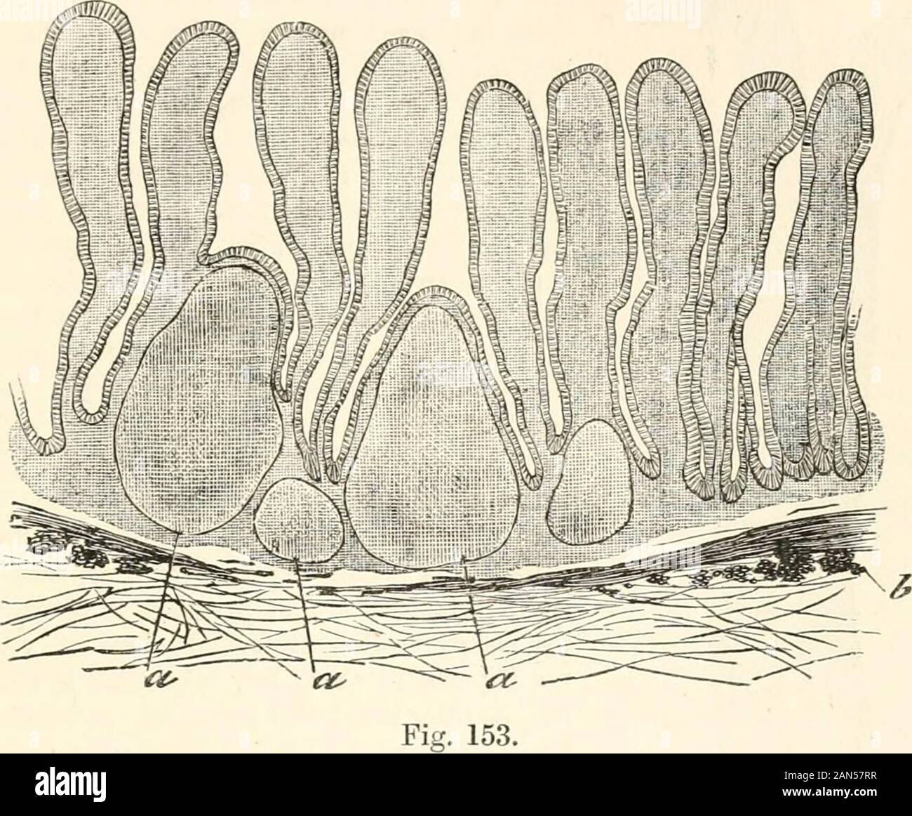 Un manuel de physiologie humaine, y compris l'histologie et l'anatomie microscopique, avec référence particulière aux exigences de la médecine pratique . Section d'une follicule solitaire de l'intestin grêle (humaine), montrant-a, drainage lymphatique follicule recouvert d'épithélium (b) qui est tombée de la villi, c ; d Lieberkiihns,c ; follicule musculeuse, mucosse ; /, sous-muqueuses. STRUCTURE DES GLANDES PEYERS. 391 l'estomac et sont trouvés dans l'ensemble de l'intestin. Ils se composent d'smallmasses de tissu adénoïde chargé avec les leucocytes (Fig. 152). Ils sont bien suppliedwith vaisseaux sanguins (p. 406), bien que no l Banque D'Images