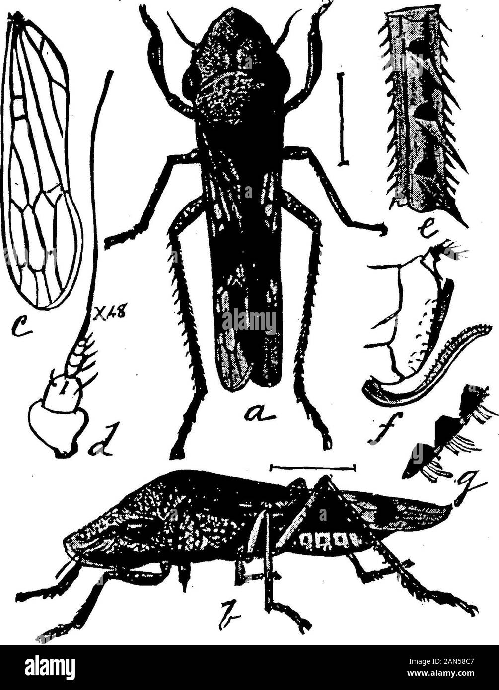 Les insectes affectant le plant de coton . a, qui attaque le formsand carrés, un peu comme theyoung bollworm, afterwardsfeeding sur les feuilles. Espèce Acongeneric rostrana {Platy-note) boresinto aussi le jeune capsules. Un littleTineid Thereddish larve de lépidoptère appartenant à agroup principalement composé de mineurs ofleaf asBatrachedra rileyi, et connu, est oftenfound dans le jeune,capsules et est généralement la loi sur les semoirs à believedby inde-indépendamment de bollworm dommage. Toutefois, cette position n'a pas yetbeen fondée de façon satisfaisante tant qu'il vise les capsules. En carrés theyoung, toutefois, le peu d'actif Banque D'Images