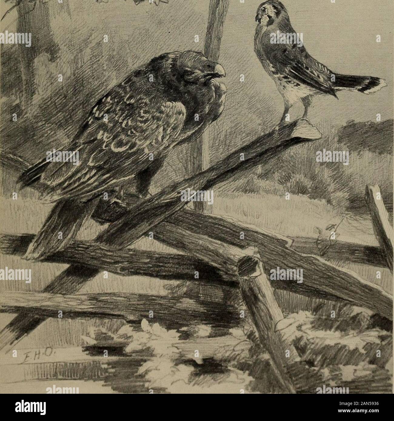 La danse à Joe Chevalier, et d'autres poèmes . s'ébouriffé, comme il na pas begrudgede waitin temps long, quand est venu Mr.Épervier un sot côté long er onde lui-clôture peart un sassy comme maison tligga.Monin, M. Buzzad Tukey, il sez, M. Ole Turquie Buzzad. sez il. Comment vous dis monin ? Un denhe gibble kinder-ronchonner quelque bout de newsin, un gineral à las il en place d'une zone économique spéciale, il zes:comment vous vous git libben, M. TukeyBuzzad ? Il zes. Pourquoi, monsieur l'épervier, il zes, Igit mon libbin a attendre en sur de Lawd. Les poires pour moi kinder dats pickin,avait M. Sparrow Hawk zes. Il pourrait être l'EUM, Tukey ole. Buzzadsez J'aint un c Banque D'Images