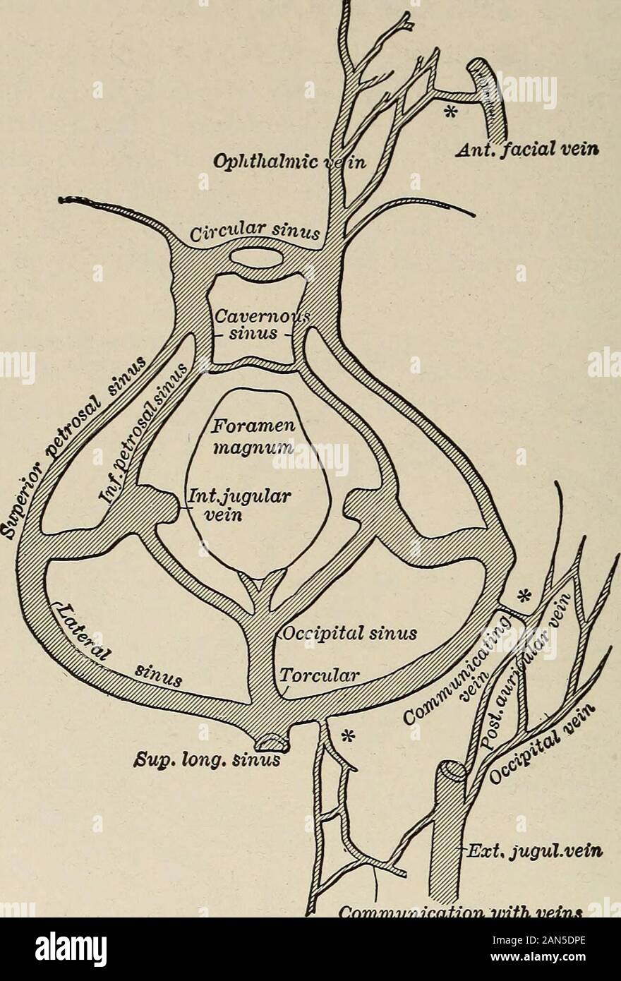 Les maladies mentales et nerveuses . lood-courant de cette duralchannel. Ici les conditions de circulation sont rendues encore moreunfavorable par pression hydrostatique, par trabecuke^ thesinuses en présence de qui font obstacle à l'écoulement du sang veineux par retardationduring, et d'inspiration. Les veines cérébelleuses principalement dans le lateralsinuses vide. Dans le sinus dural également vide de nombreuses veines de l'appuiet le cuir chevelu. La veine faciale communique avec le sinusthrough caverneux la veine ophtalmique. Les veines de la voûte nasale ouvrir dansle extrémité antérieure du sinus longitudinal supérieur. O Numerousveins Banque D'Images