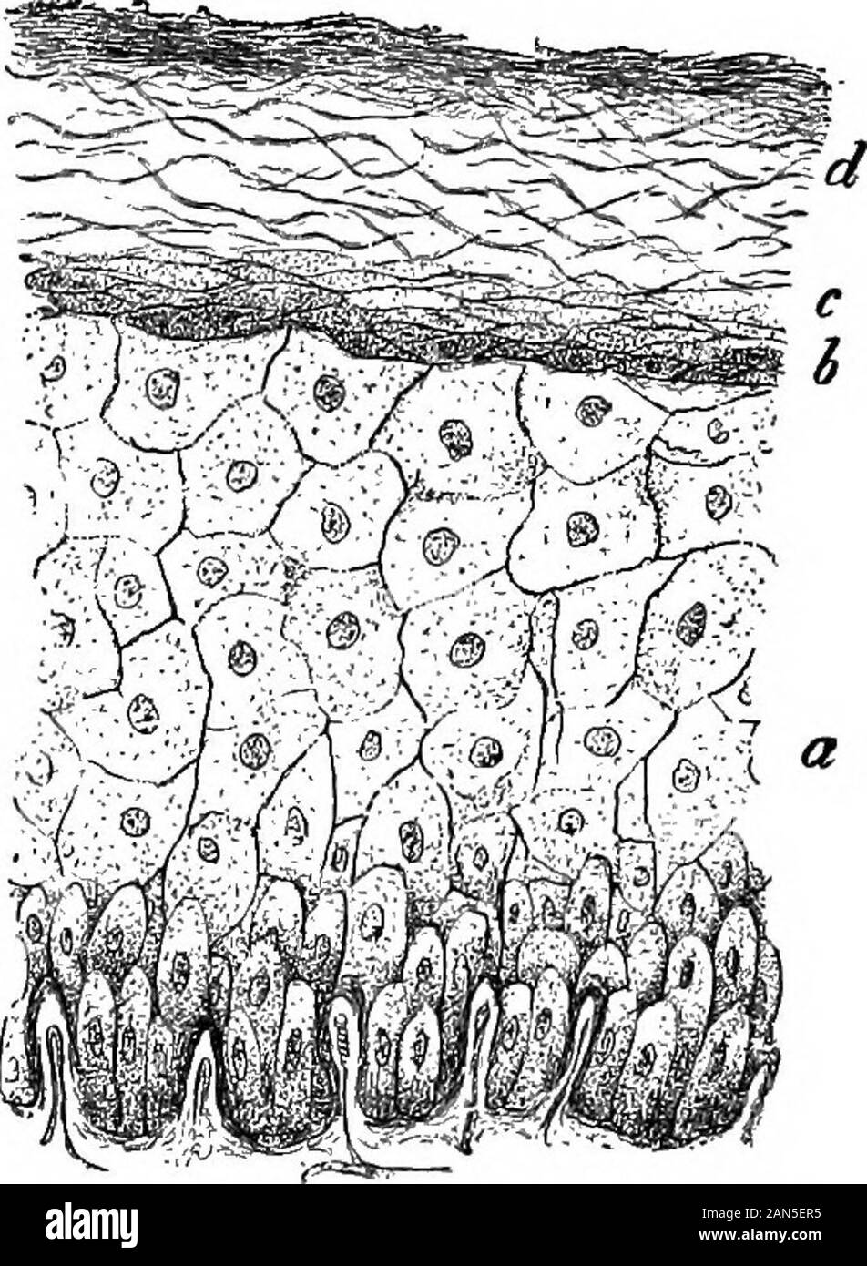 Un dictionaryBeing médical illustré ! un dictionnaire des termes techniques utilisés par les auteurs sur la médecine et les sciences de la garantie, dans le latin, anglais, français et allemand langues . h. f. prakt. Dermat., 1888,No. 21, p. 1116, et x, 4, p. 183.] EPIDERMIDOSIS (lat.), n. f. F2p-J2-du5rm(de2rm)-i2-n-tr2s.Gen., epidermidoseos {-est). D iTriSeptiis, l'épiderme. Une maladie de l'épiderme.Dans l'ip. epidennidoses jrcr,((. Epidermidosen Wachsthumsanoma,, Oberhaut ihrerAnfangsgebild liender und4), en au-spitzs ofskin classification des maladies, l'eighthclass, Faire place au maladies de Banque D'Images