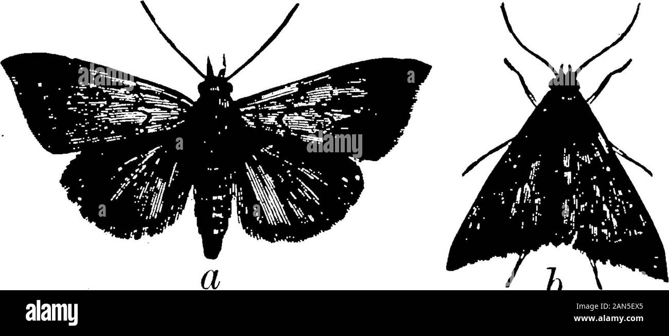 Les insectes affectant le plant de coton . Cependant, été négligé sur le compte de leur petit nombre, et, en fait, dans la partie nord de la courroie d'thecotton l'idée générale était assez correct, depuis le nord-flyingmoths en général ne pondent leurs oeufs dans les champs dans cette région jusqu'à compar-eckenase tard dans la saison. Les papillons hibernent seulement dans le extremesouthern des parties de la ceinture en coton, comme il est démontré dans le nextsection, et commencent à pondre leurs oeufs dès le mois de mars, ou peut-être evenearlier, dans le sud du Texas et de la Floride. Deux générations sont rapidlydeveloped, et puis, dans ces localités, une conf Banque D'Images Les insectes affectant le plant de coton . Cependant, été négligé sur le compte de leur petit nombre, et, en fait, dans la partie nord de la courroie d'thecotton l'idée générale était assez correct, depuis le nord-flyingmoths en général ne pondent leurs oeufs dans les champs dans cette région jusqu'à compar-eckenase tard dans la saison. Les papillons hibernent seulement dans le extremesouthern des parties de la ceinture en coton, comme il est démontré dans le nextsection, et commencent à pondre leurs oeufs dès le mois de mars, ou peut-être evenearlier, dans le sud du Texas et de la Floride. Deux générations sont rapidlydeveloped, et puis, dans ces localités, une conf Banque D'Images