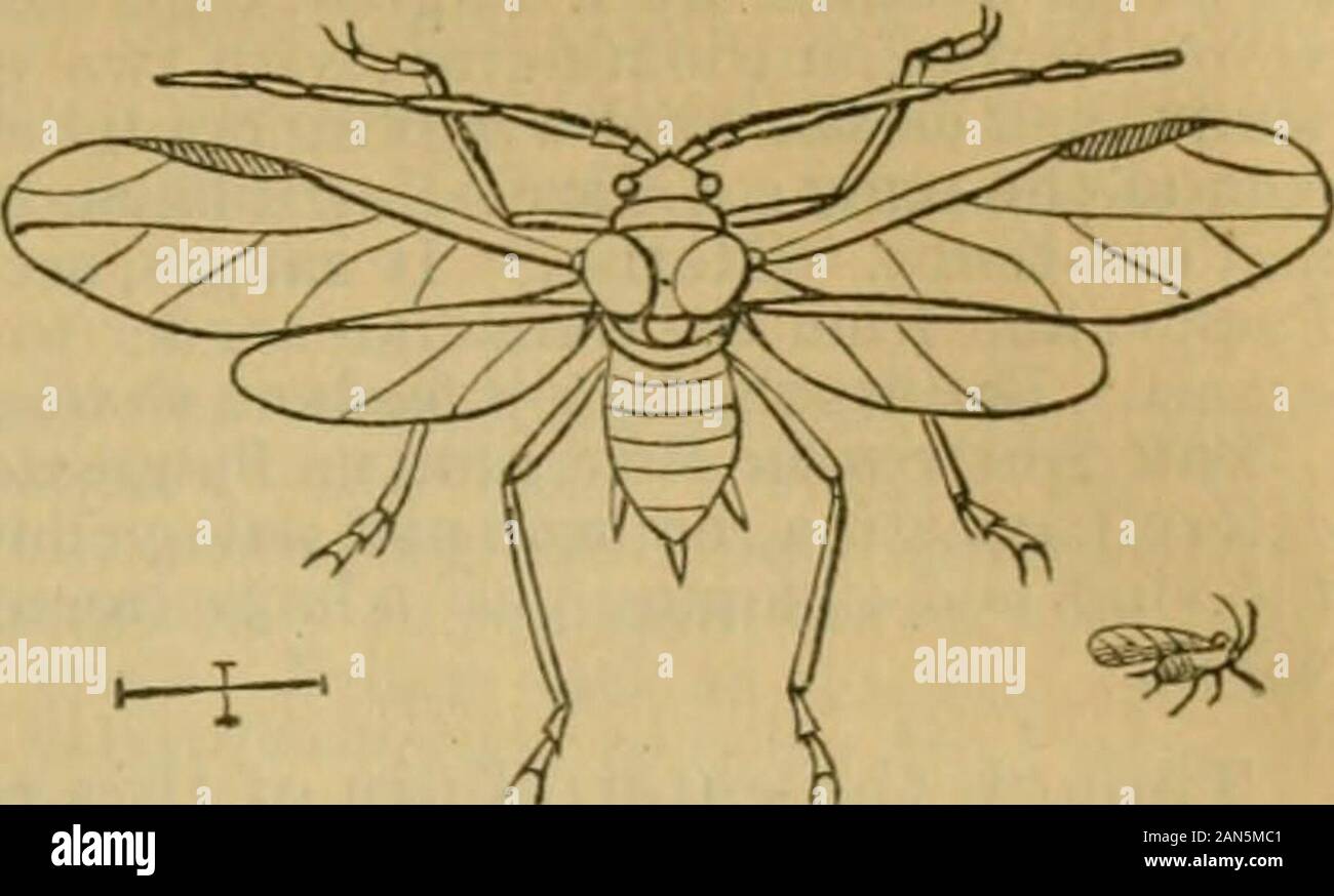 Rapport sur le criquet des montagnes Rocheuses et d'autres insectes maintenant de blesser ou de nature à nuire à champ et les cultures maraîchères dans les Etats de l'ouest et les territoires . Un préjudice à l'HOP. Le AiHis du houblon. des clusters en grand nombre souvent ou les branches de l'andloaves hoii-viue ; petites, verdâtres ou aptères, usine à ailes-poux. L'insecte le plus destructeur de l'hop à fois dans la Nouvelle Angleterre est anaphis, qu'elle est très diflicult à exterminer. Le meilleur remède est, PACKAUD.] LE HOP-VINE CATERPILLAR. 773. Banque D'Images