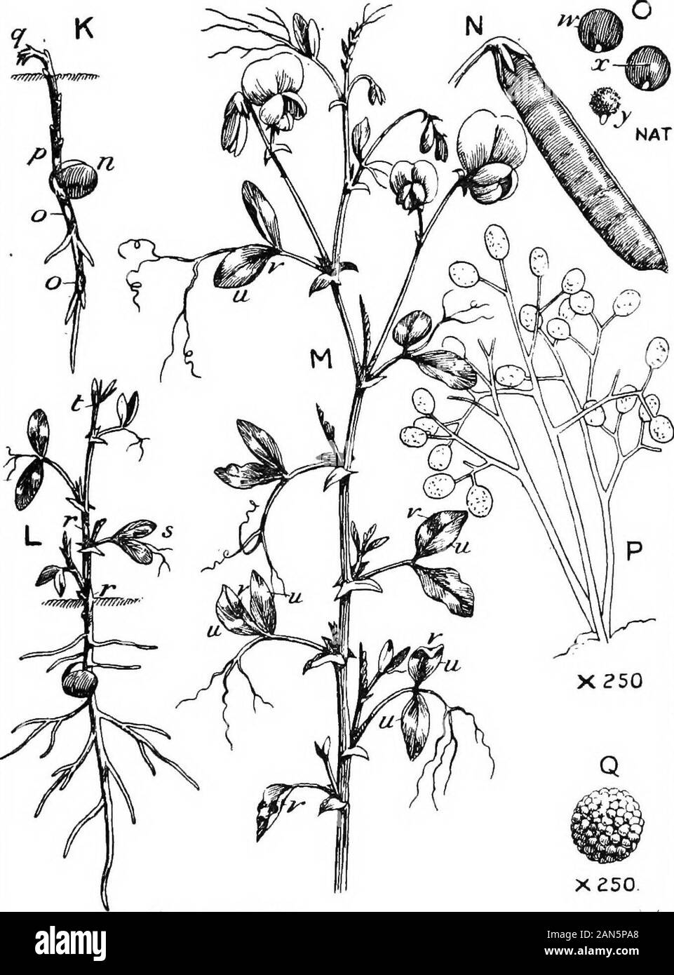 Les petits pois et comment les cultiver . nd stem;q, point de croissance souvent ne s'étend pas mais s'effondre, l'usine sometimesnot apparaissant au-dessus du sol. L, jeune plant infecté lorsqu'un, quelques pouces high : r, orblotches taches jaune pâle sur la tige et les feuilles-stade précoce de l'infection, ultimatelybrown ou noir ; s, sous des feuilles où l'état offungus porteuses de spores produites ; f, d'un retard de croissance, l'usine tosatisfactory rarement l'avancement de la floraison. M, portion de tige fleurie infectées par le champignon : u, des taches jaune pâle ; j'onleaves, taches brunes sur le dessous de la feuille sur laquelle les spores de champignons p bearingcondition Banque D'Images