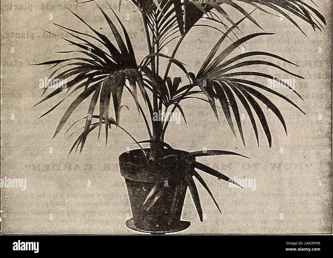 P.JBerckmans Co : 1904 1905 . KENTJA BKLMOKEANA. PANDANUS VEITCHII vis Variegated Pin) 20 à 24 pouces, de belles plantes, 6 pots §3,00 chacune. 15 à 18 pouces, de belles plantes, 5 pots 2,00 chacune. 12 pouces 4-pots ineh 1,00 chacune. C'est une plante décorative et plus attrayant. Le leavesare, une lumière verte brillante, à rayures avec whiteand magnifiquement pure gracieusement courbé. Banque D'Images