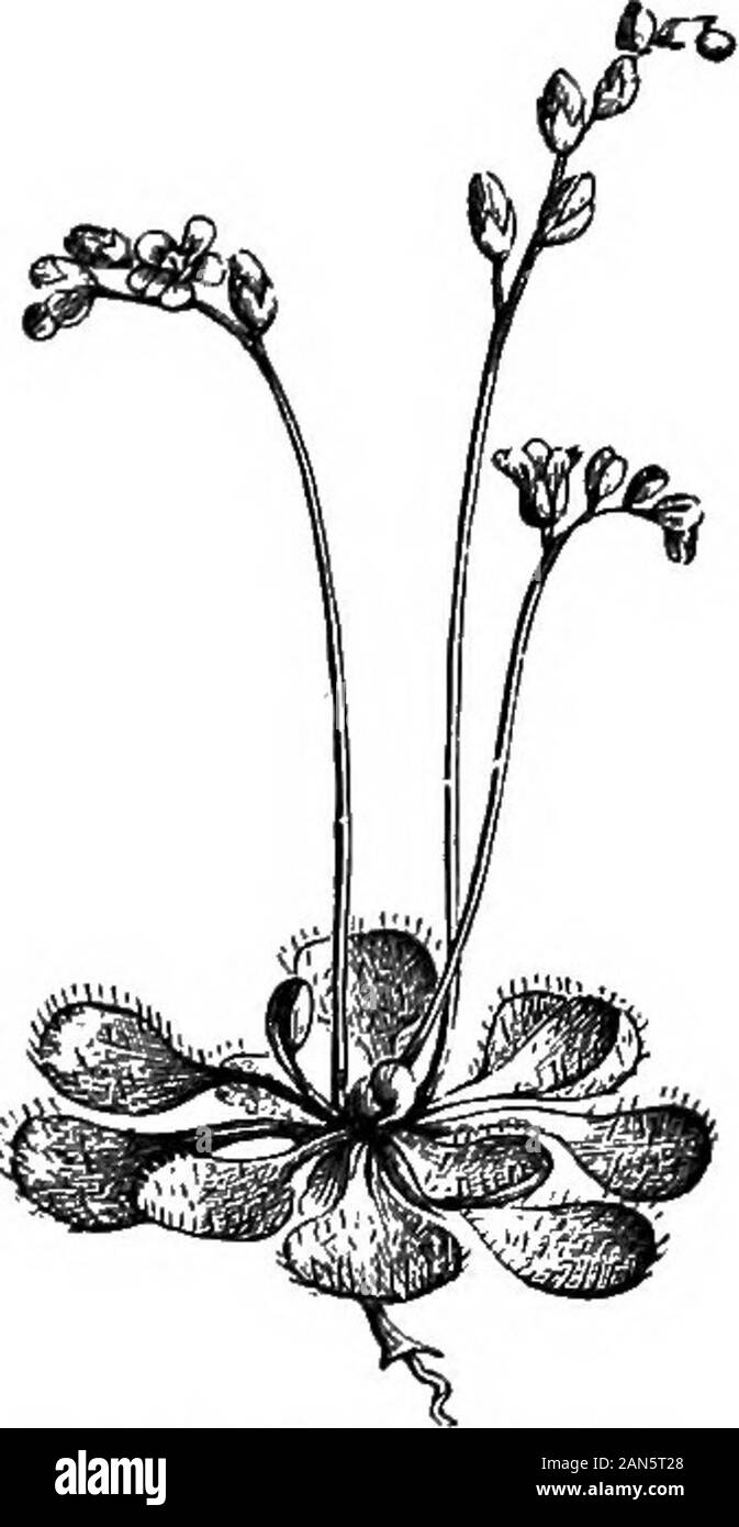 Un dictionaryBeing médical illustré ! un dictionnaire des termes techniques utilisés par les auteurs sur la médecine et les sciences de la garantie, dans le latin, anglais, français et en allemand . DROSERA FILIFORMIS. [A, 337.]. rorelle, rosée du soleil. Rundbldttriger Sonnenthau, Ger. Jungfem-blUthe. Une espèce commune, en Europe et en Amérique du Nord, en bogsand sur les rives boueuses. PlantQierba rorellce tout le rossolis, seu seu, herbaroris solis [répondant] sols seu) a abitter goût et est un astringent doux.Les feuilles fraîches, meurtris, quand busterthe la peau, et sont utilisés à l'externe, en particulier, à dro Banque D'Images