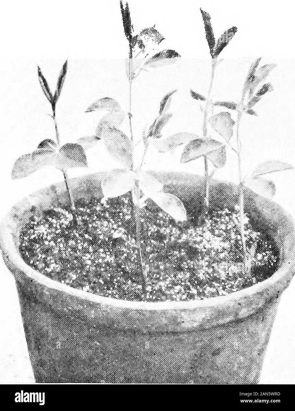 Les petits pois et la manière de les cultiver . Comment LA DIVISION SDW rvi;comme ix tdts.. Le SEEDMMiS KKADY TRANSPLANTINGOLT POUR OP Ilil(]R8. Méthode de semis 01 il y a toujours la possibilité de les graines tombant un preyto les souris, et les plants pour les oiseaux et les limaces. Dans un cadre greenhouseor ces ravageurs sont faciles à combattre. À la fin de janvier, février ou earlyin est le meilleur moment pour semer les graines. Si le youngplants devenir attiré les sommets devraient être pincé. Cette willcause plusieurs pousses de développer près de la base, et ainsi établir une goodfoundation. 5 pots ou 6 pouces de diamètre sont les plus convenientsizes. Pour de très s Banque D'Images