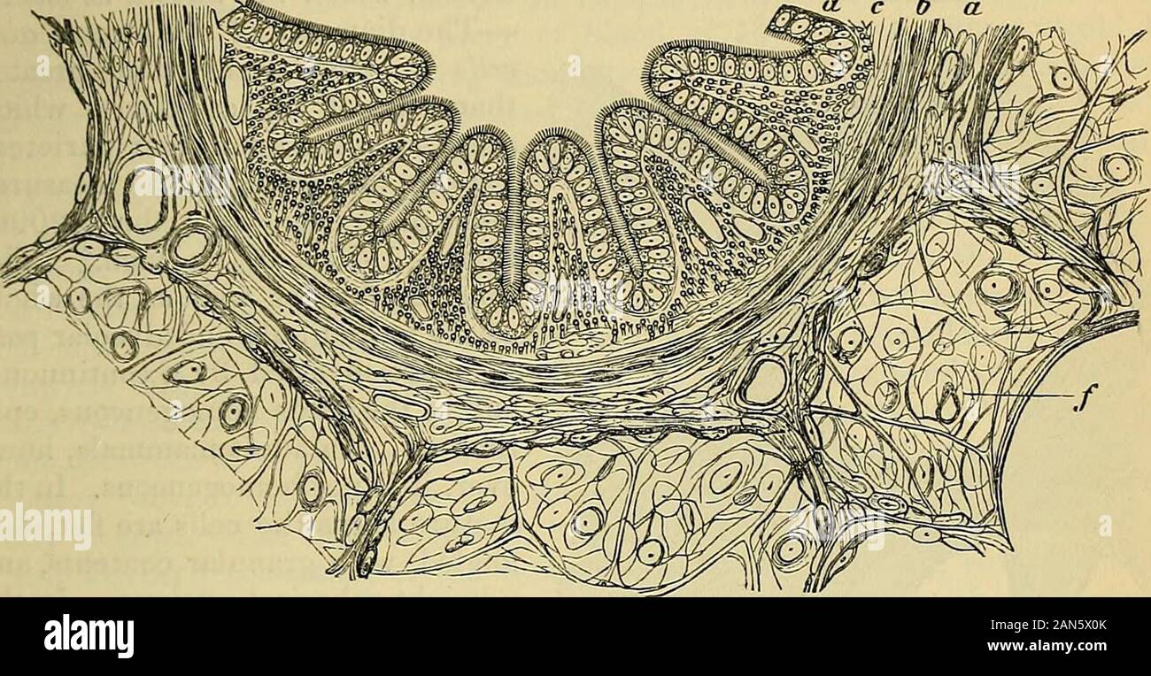 Principes du charpentier de la physiologie humaine . À partir d'un épithélium cilié 1 bronchialtwig-cth d'un pouce de diamètre.-a,cellules épithéliales cylindriques ciliées ; b, gob-permettez-cellules. Du Chien, amplifié 320diamètres. La structure générale de l'environnement d'organes respiratoires. 845 orifices. Ils cessent avec les plaques cartilagineuses qui theyultimately entre seulement apparaissent. Les plus petites bronches, ou celles ayant un diamètre d'aboutone-cinquantième de pouce, diffèrent de ce qui précède principalement dans la minceur de leurs Fig. 162. ^d c b CL. Fig. 163 Partie ou d'une section transversale d'un tube bronchique du Pig1, ayant un diame Banque D'Images