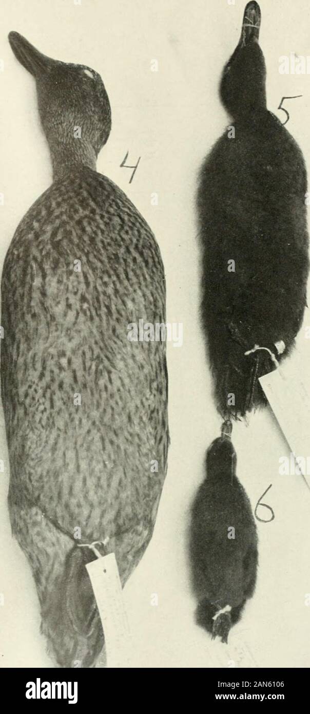 Journal of Experimental Zoology . 4^ Extrait F. 9 freak Xo. 210. L'obscurité de l'thisbird slightlj est exagéré- dans la plaque. 5 à 6 jeunes extrait freaks dans le plumage, l'hybridation s( 131 PARMI LES CANARDS ET LES FAISANS JOHN C. Phillips Banque D'Images