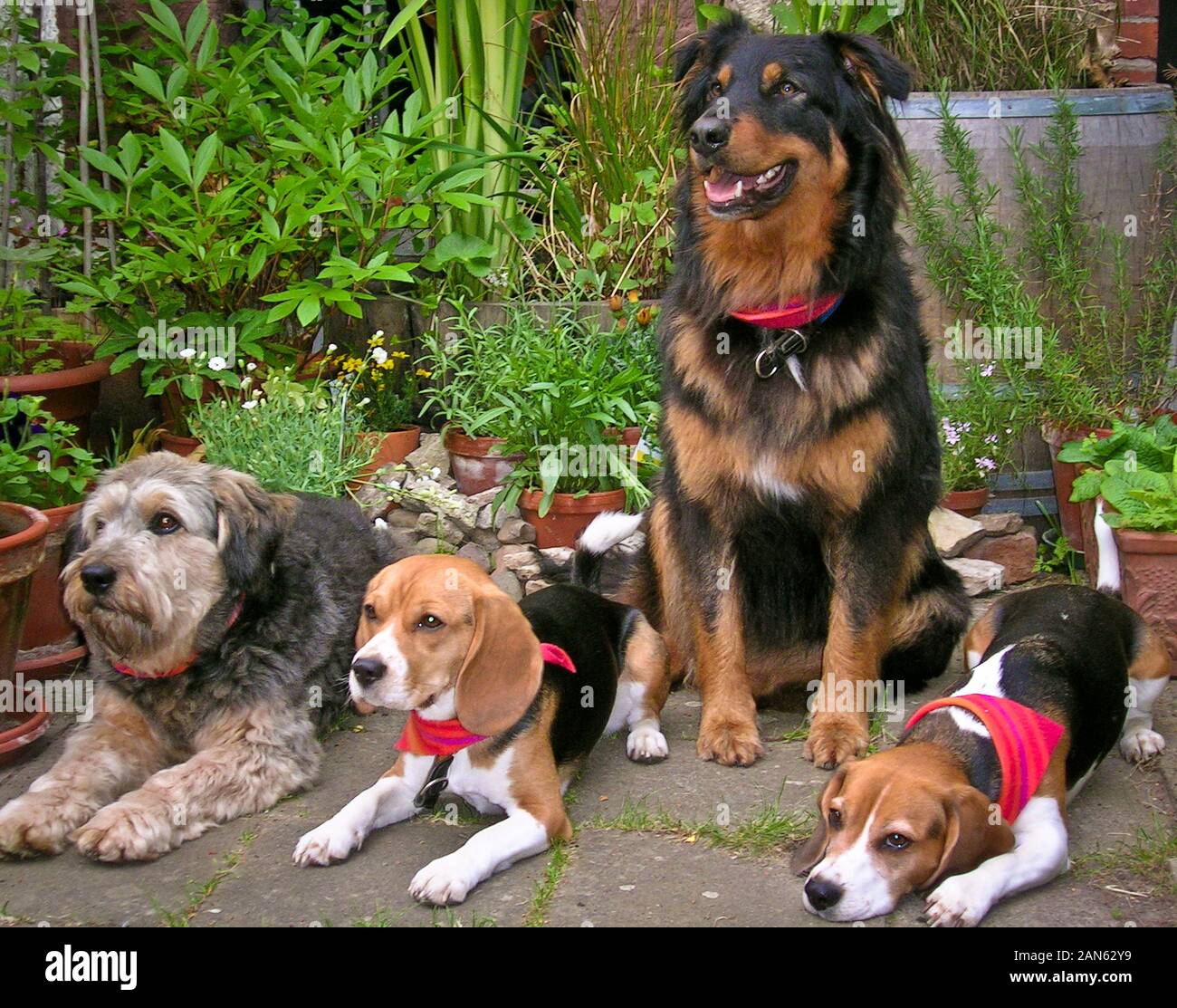 Quatre chiens différents et doux, assis ensemble, à l'air mignon Banque D'Images