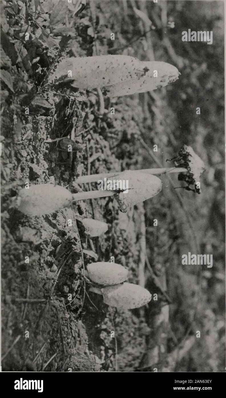 Bulletin . gratuitement à partir de la tige, et bondé près de-gether. Ils sont d'abord blanc, mais lorsque les spores commencent à ripenthe branchies deviennent sombres, puis noir, et enfin ils se dissolvent en aninky fluide qui tombe de la pac en gouttes. Les spores sont noires. La tige est parfois très bref mais peut être jusqu'à 25 cm.(10 pouces) de long, la partie supérieure étant dissimulé à l'intérieur du cap.Il est presque cylindrique, mais en général, en s'effilante légèrement vers le haut, et est parfois renflée à la base. Il est creux, fragile, lisse ou someloose avec fibres sur la surface blanche, ou presque, et très facile d'pulledout Banque D'Images