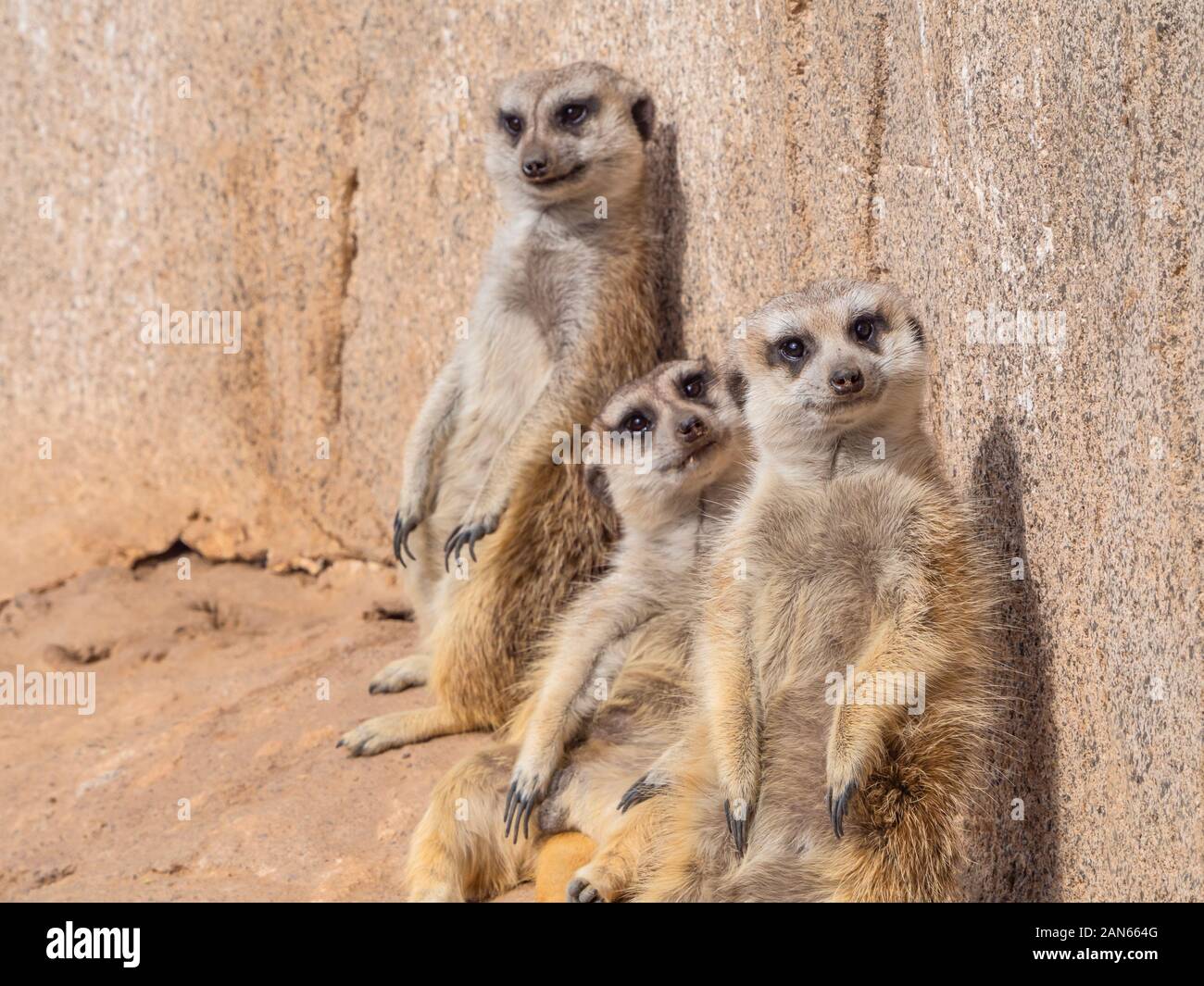 Une famille de suricates drôle s'appuyant sur un mur Banque D'Images