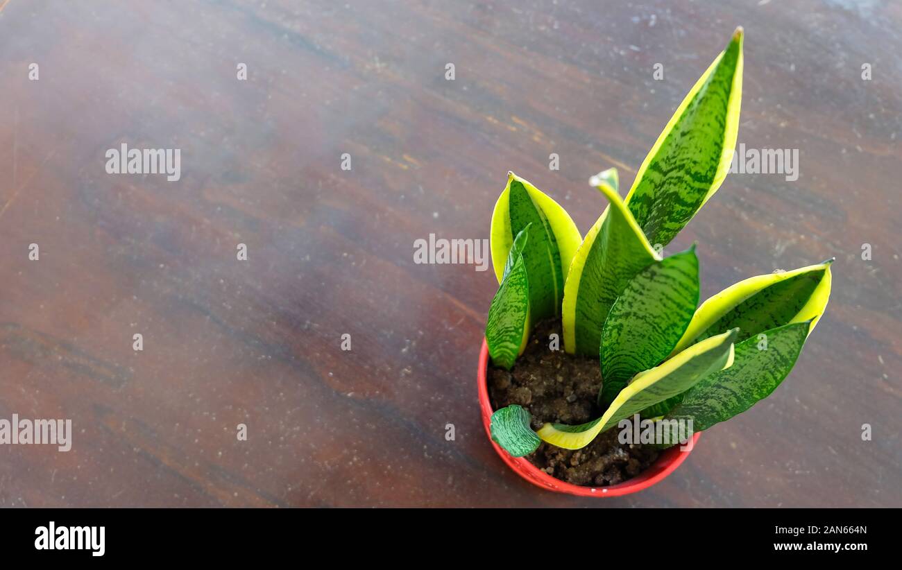 Dracaena trifasciata, communément appelée plante de serpent, dans un pot rouge, sur une surface en bois. Vue de dessus. Banque D'Images