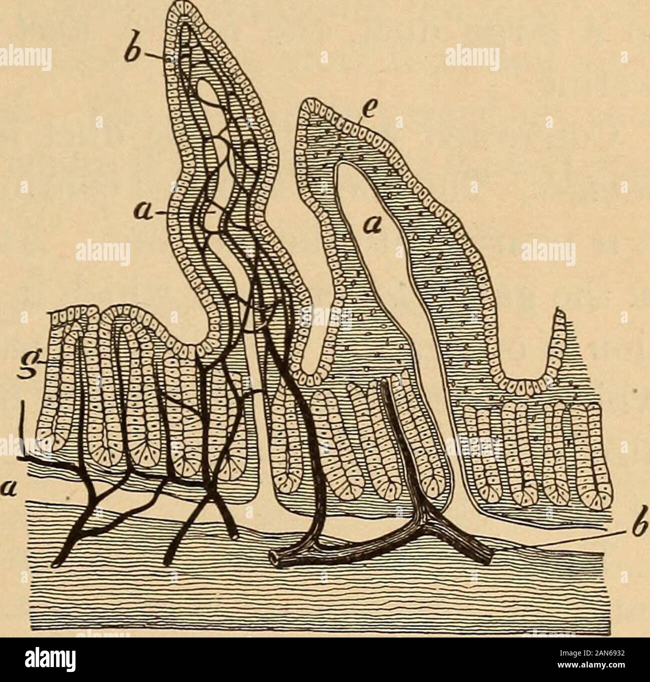 L'anatomie, la physiologie et l'hygiène pour les écoles secondaires . -Brane, navires et un carryingblood et lym-navire phatique asa connues (Latin lactée lac,lait). Le ispassed cellsof alimentaire grâce à la paroi des villosités, col-gistrement dans le andefferent andborne lactée des navires, à l'écart de la circulation sanguine. L'intesti-nal aussi containscollections glandscalled mur de Peyers patches. Outre le secretionsfrom les cryptes de Lieberkiihn glandes et d'autres qui se trouvent dans le mur, l'intestin est également alimenté par les sécrétions de glandes twolarge qui sont séparés d'elle et vide en itby conduits, le foie et le pancréas (G Banque D'Images