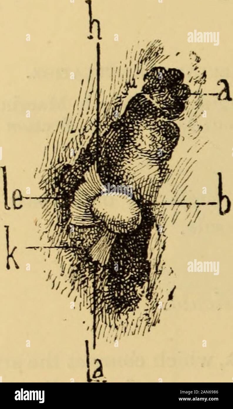 Un texte-livre des maladies de l'oreille et organes adjacents . ersect themiddle prolongations fibreuses du ligament antérieur, et que l'axe sur 32 LIGAMENTS DE L'OSSICULA. qui le marteau tourne passe par ces deux prolongations fibreuses Helmholtz,les appelle les ligaments de l'axe du marteau. 4. Posteriorligament de l'enclume (Fig. 35, b, b). Le processus de courte durée de l'enclume, coveredwith une fine couche de cartilage fibreux, s'appuie sur l'enfoncementd en forme de selle la paroi postérieure de la cavité tympanique, à l'entrée de l'mastoidprocess. Des prolongations fibreuses, qui con Banque D'Images