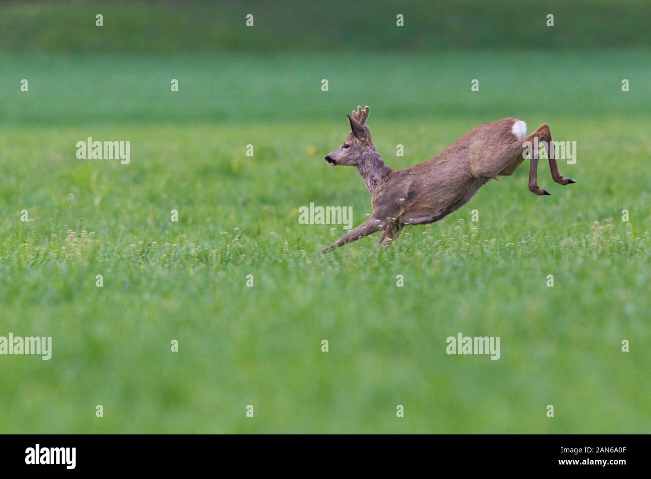 Une gazelle (capreolus) jumping in Green grass Banque D'Images