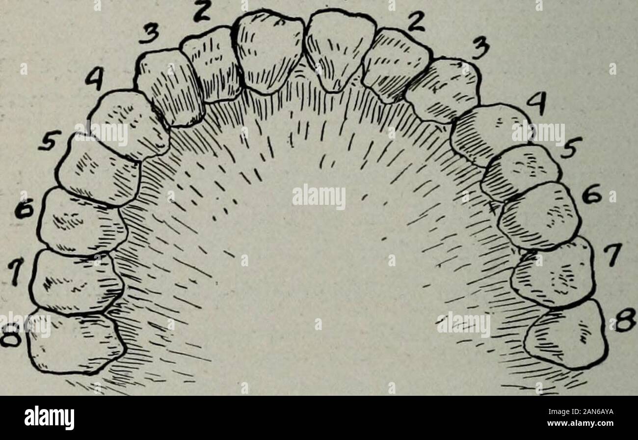 Soins Et L Alimentation Des Nourrissons Et Des Enfants Un Texte Livre Pour Infirmieres Fig 27 Les Dents De Lait Ou Temporaires 1 L Incisive Centrale 2 3 L Incisive Laterale œil