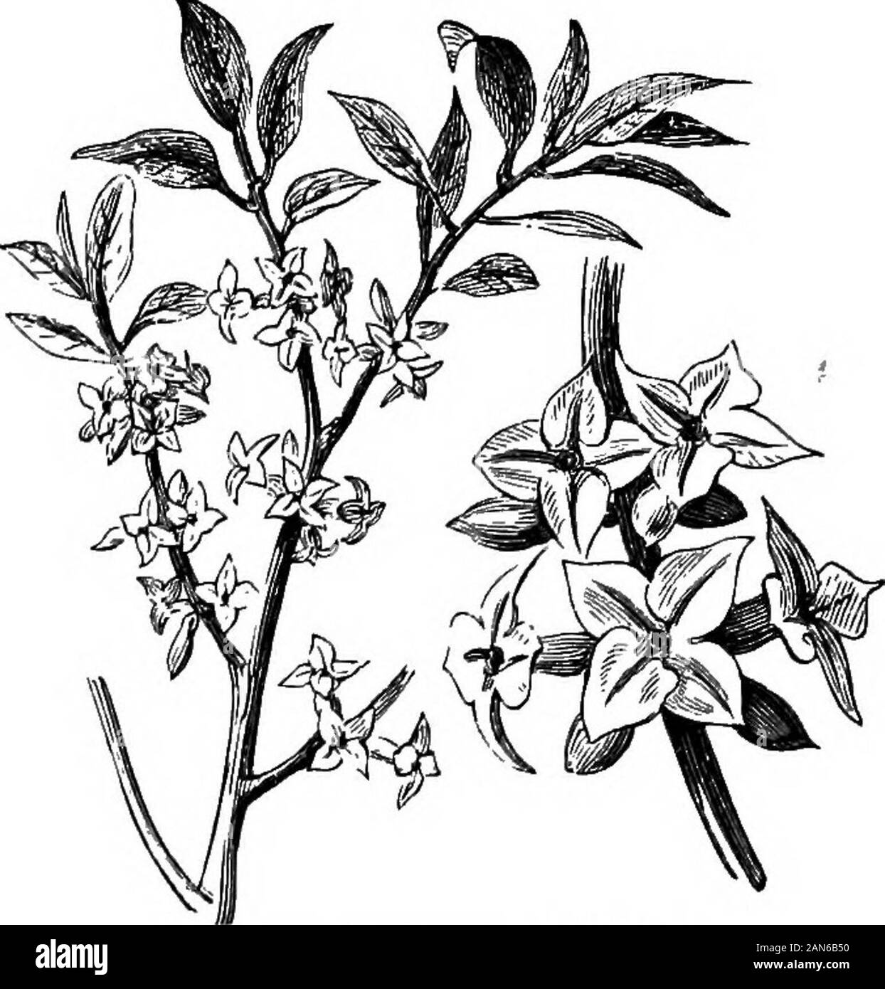 Un dictionaryBeing médical illustré ! un dictionnaire des termes techniques utilisés par les auteurs sur la médecine et les sciences de la garantie, dans le latin, anglais, français et en allemand . Monipellier trintanelle,de l'UE. Ger., rispenbliiiiger (ODER) Seidelbast italienischer.D. à feuilles de lin ; une espèce indigène de l'Europe du sud, fournissent une partie de l'mezereum de commerce. Toutes les parties de l'plantare toxiques. Une dve jaune est obtenu à partir d'elle. [B, 5 173 180 275 (a, 24).]-D.^laf etta. Fr., bois dentelle. L'arbre de l'écorce de la dentelle  ; les populations vers les Antilles. [B, 173, 275 (a, 24).]-D, lau Banque D'Images