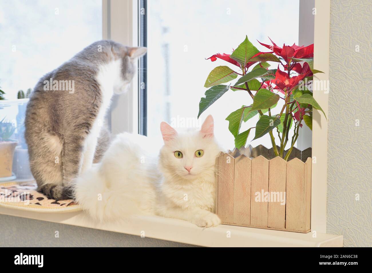 Un chat angora blanc avec un regard expressif se trouve sur une fenêtre avec une fleur rouge sur l'arrière-plan d'un autre chat gris. Banque D'Images