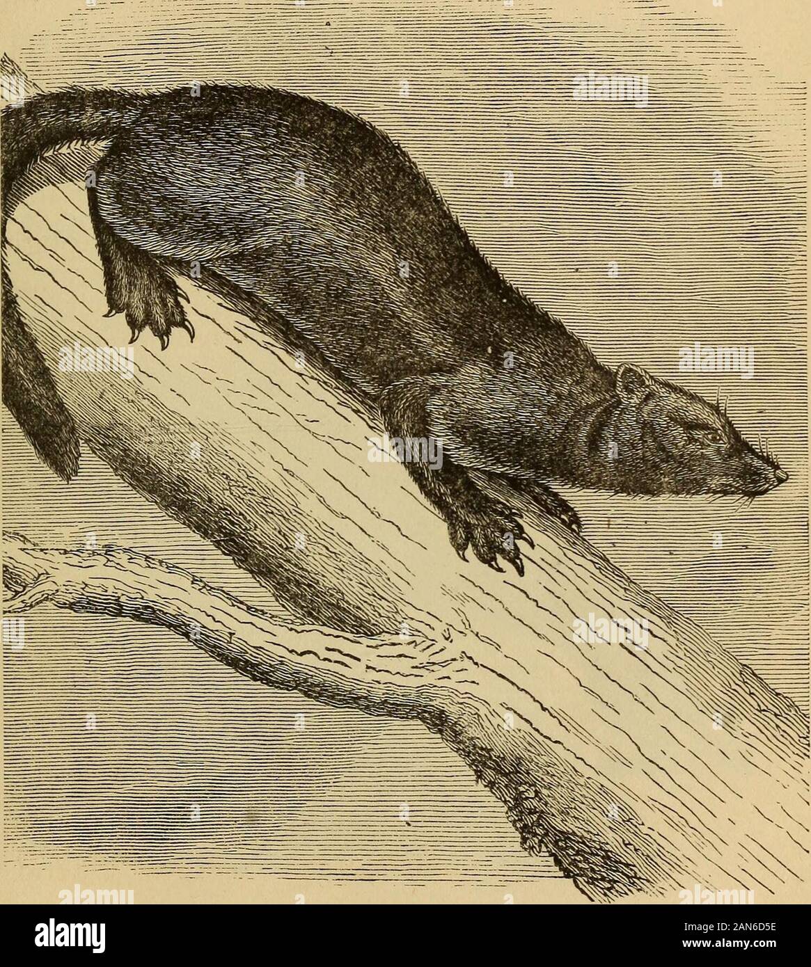 Quatre pieds, les ailes, et les ailerons . Nos, butwho bientôt assez grande pour prendre soin. ofthemselves La martre n'a qu'une petite quantité de lait, afin d'oiseaux vivants et d'œufs apporte à ses jeunes,en abondance. Dès que les petits sont ableto quittent le nid la mère conduit par le bois, où ils commencent à chercher de la nourriture pour eux-mêmes. Ils ont une odeur musquée, dont quelques peoplethink très agréable. Il y a environ douze tu-sable-pin martens skins importés dans Englandfrom la baie d'Hudson, et plus de 30 thousandfrom Canada. Leur fourrure est toujours plus courte, et de couleur plus claire de l'OOF en été. Ther Banque D'Images