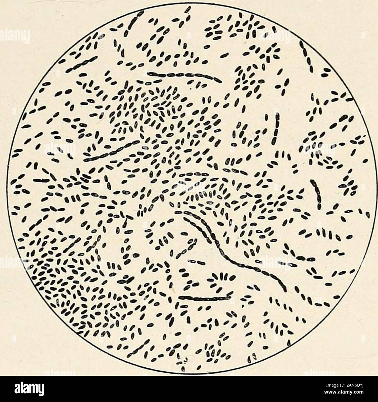 Pour les étudiants et les praticiens gynécologie . s de Boderlein. Les micro-organismes de l'appareil urinaire. De cette infection tractis très commun, mais la variété des organismes qui s'y trouve est petit.Les modes d'entrée d'organismes de l'appareil urinaire sera consideredunder {Pyélite cystite et voir pp. 267 et 274). En ce qui concerne l'urètre LES MICRO-ORGANISMES DU TRACTUS GÉNITO-URINAIRE 235 Savourez trouvés aucune bactérie dans ce passage en 36-5 p. 100, de l'normalcases examinés. Kelly et Burnam considèrent que plus de la moitié des individus normaux montrent les bactéries dans l'urètre. Hof-meister souligné t Banque D'Images