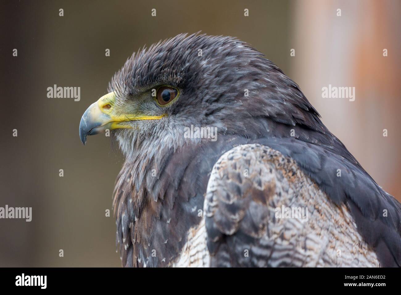 Profil / portrait de Geranoaetus melanoleucus, connu sous le nom d'Aguja ou de buzard-aigle à chnoires (Blaubussard). Détail des yeux, du bec, des plumes, Banque D'Images