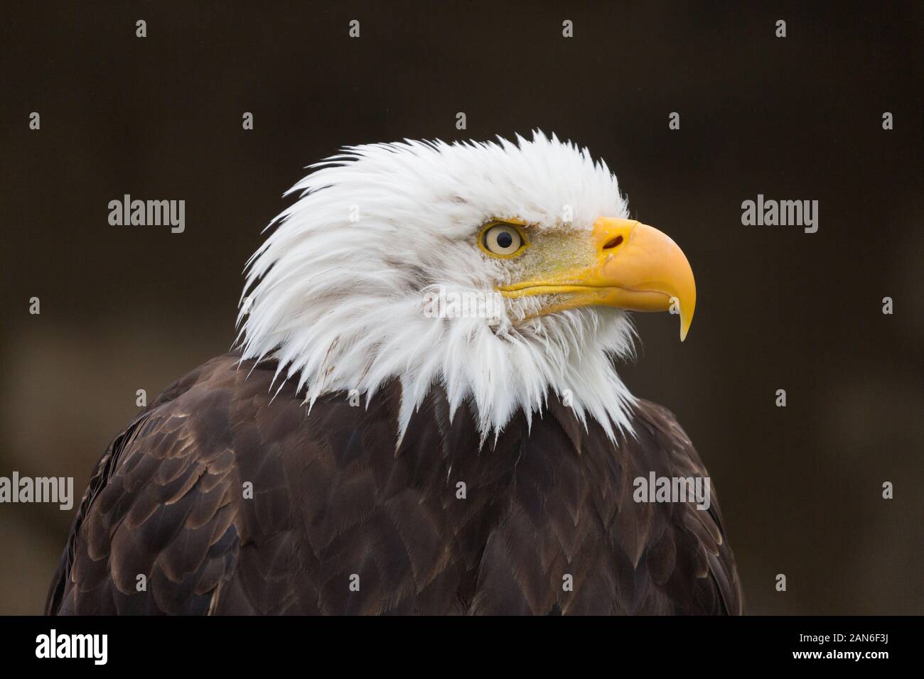 Portrait de l'aigle chauve (haliaetus leucocephalus). Gros plan de la tête blanche avec bec orange. Face à droite. Symbole national des États-Unis. Banque D'Images