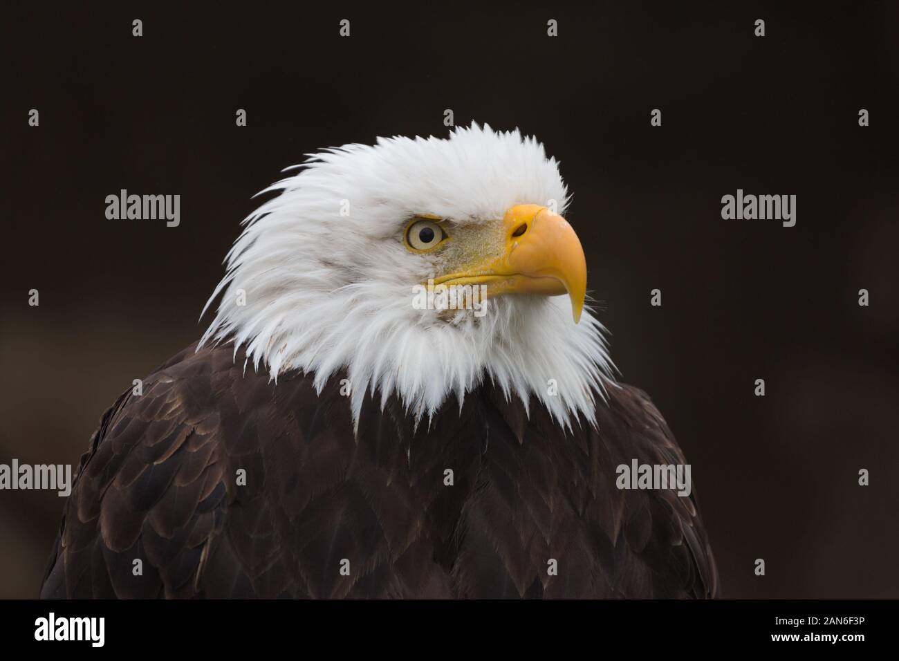 Portrait de l'aigle chauve en regardant à droite. Nom latin: Haliaetus leucocephalus. Vue sur la tête blanche avec bec orange. Symbole national des États-Unis. Banque D'Images