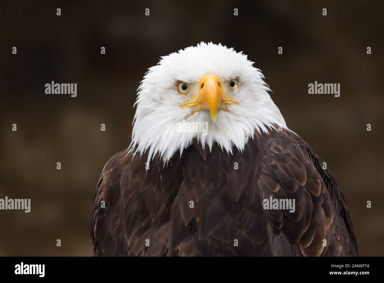 Gros plan de l'aigle chauve (haliaetus leucocephalus), en regardant la distance. Détail du bec, des yeux, des plumes blanches. Fond noir neutre) Banque D'Images