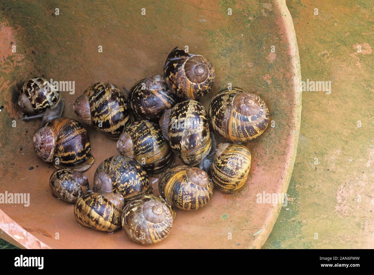 Escargots de jardin Helix aspersa sur un pot à fleurs en terre cuite Banque D'Images