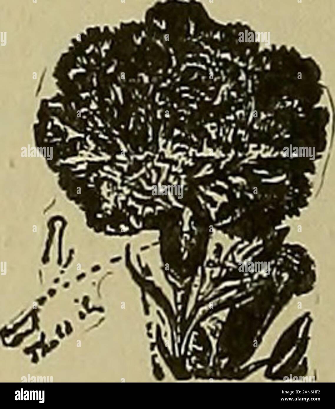 La fleuriste américain : un journal hebdomadaire pour le commerce . ort-ing Bureau 607 Shaffer Geo C 605 W F 599 Sheridan & Situation veut..580SkidelskySS&Co..607Smith UN W&CO....605D'Elmer Smith & Co6y7 Henry Smith 60S SmithPJ 598 C 594 Wm Smith Smith W&T Co.... ISmith & Sroczyniski Gannet596 610 591 622 Peter Herbert Stanley Stearns Co. .635Sterling Emery Co roue mauvais Stoothoff H AC0....634Storrs & Harrison Co622Machine supérieure & Boiler Works .. Swayne .630 Wm 623 Poterie Syracuse fr IllTexas Seed & Flo Co601Thompson Car Co...616 Thorburn J M & Co IITotty Chas H 597 618 619 Traendly &Schenk..59 Banque D'Images