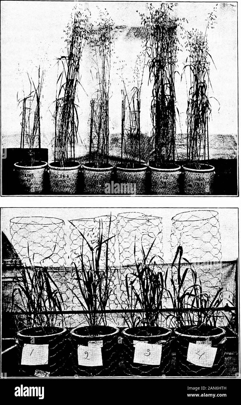 Les sols et les engrais . l'azote des engrais divers isfinally converti en nitrates dans le sol. 200. L'absorption de l'ammoniac de plantes agricoles.-l'ammoniac est rarement présente dans les sols, sauf lorsqu'ils aresaturated avec de l'eau. Comme le riz, les plantes qui poussent sur un sol de l'eau, peuvent utiliser l'ammoniac ; en fait, le riz a été foundto faire une meilleure croissance sur les composés d'ammonium que onnitrates. Il s'agit d'une affaire dans laquelle l'usine a evidentlyadapted lui-même à son environnement, pour les rizières d'presumablyuses azote nitrique. Cependant, certaines plantes de terre sèche peutégalement utiliser l'ammoniac. Il a été fou Banque D'Images