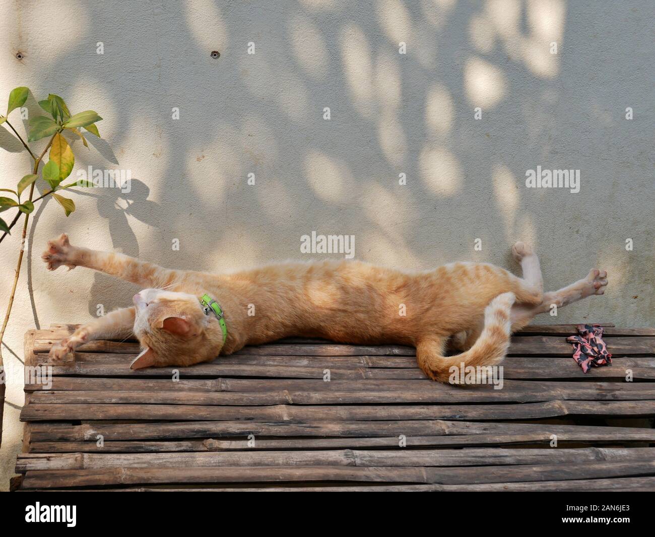 Chat endormi sur une table au Cambodge Banque D'Images