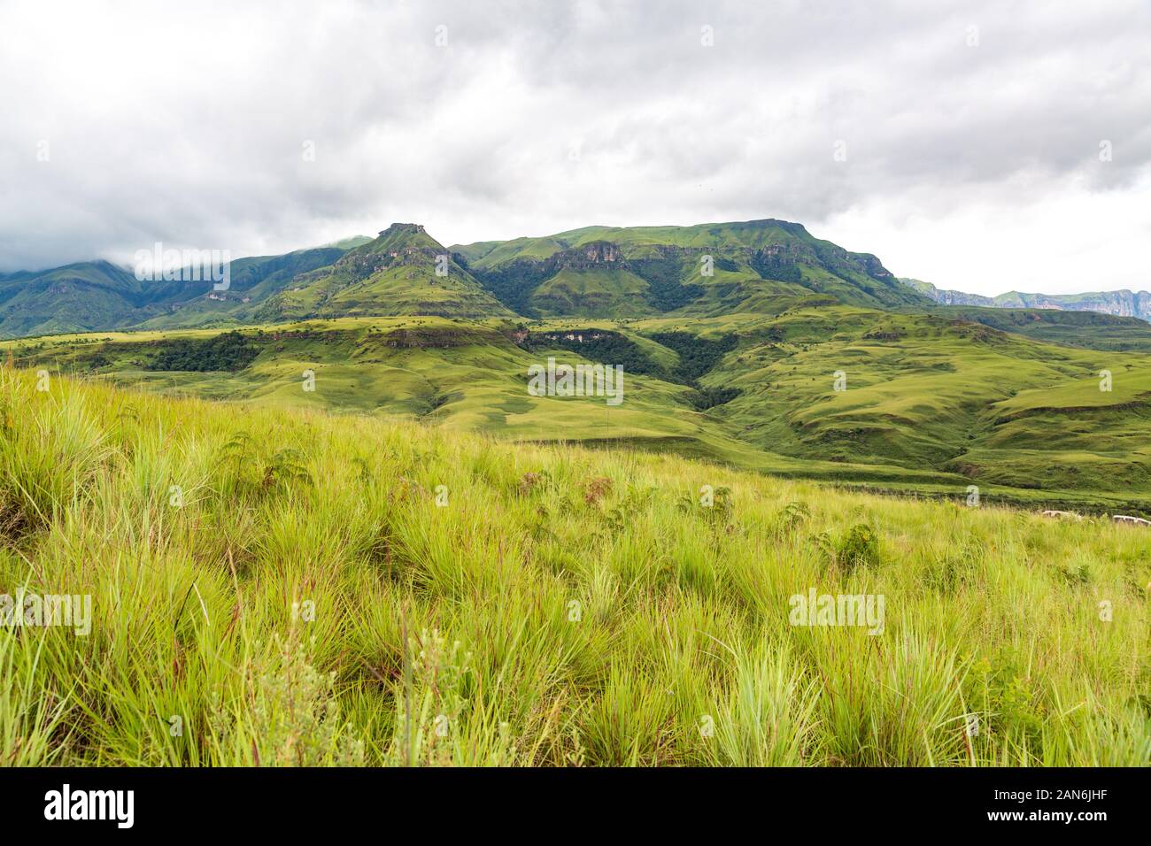 Le vert des montagnes de Drakensberg Maloti Park avec les herbes du premier plan, l'Afrique du Sud Banque D'Images