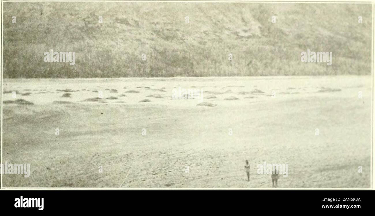 Contributions à l'exploration géographique . ity produit un son plus ou moins violente ébullition, formingmud pots et des volcans de boue. La cohérence de l'boilingmud varie d'un liquide à un .soupy mush visqueux. L'ensemble sonde de tous était de 100° C. Nous n'avons trouvé que deux domaines ofmud les volcans de la vallée. La première, (No. 48), est dans lecentre de la vallée et est composée d'environ 15 ou 16-cratère comme des pots. L'autre zone, (No. 44), est situé près de la fin de la vallée et comporte une ligne de veryactive 6 pots de boue bouillante. Mars, 1919] JO Températures dix mille fume 2()18. Boutons : à t Banque D'Images