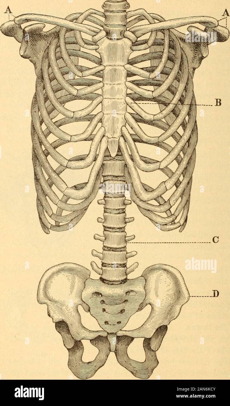 L'anatomie, la physiologie et l'hygiène pour les écoles secondaires . Sacrum, composé de cinq vertèbres.. Squelette du tronc. A, A, seapulie^^cla et cles formant ceinture pectorale ; B, côtes et sternxini formant le thorax ; C, colonne vertébrale ; D, ceinture pelvienne. 42 LE SQUELETTE 43 à l'avant du thorax pour fixer par leurs cartilages à thesternum. Sur chaque côté sept côtes fixer séparément.Les trois de communiquer les uns avec les autres, et tous ensemble Banque D'Images